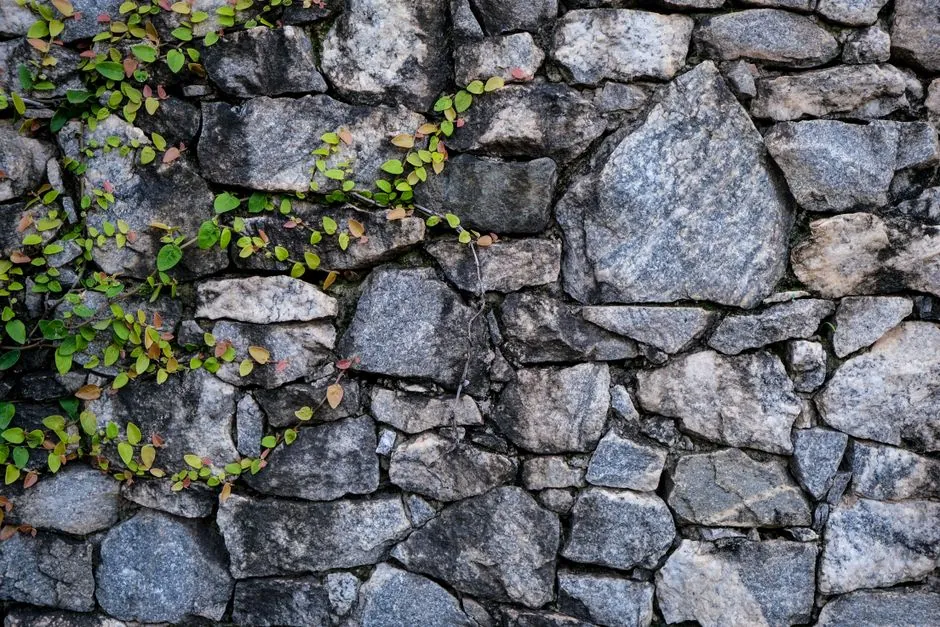 Allée de jardin bordée de végétaux méditerranéens